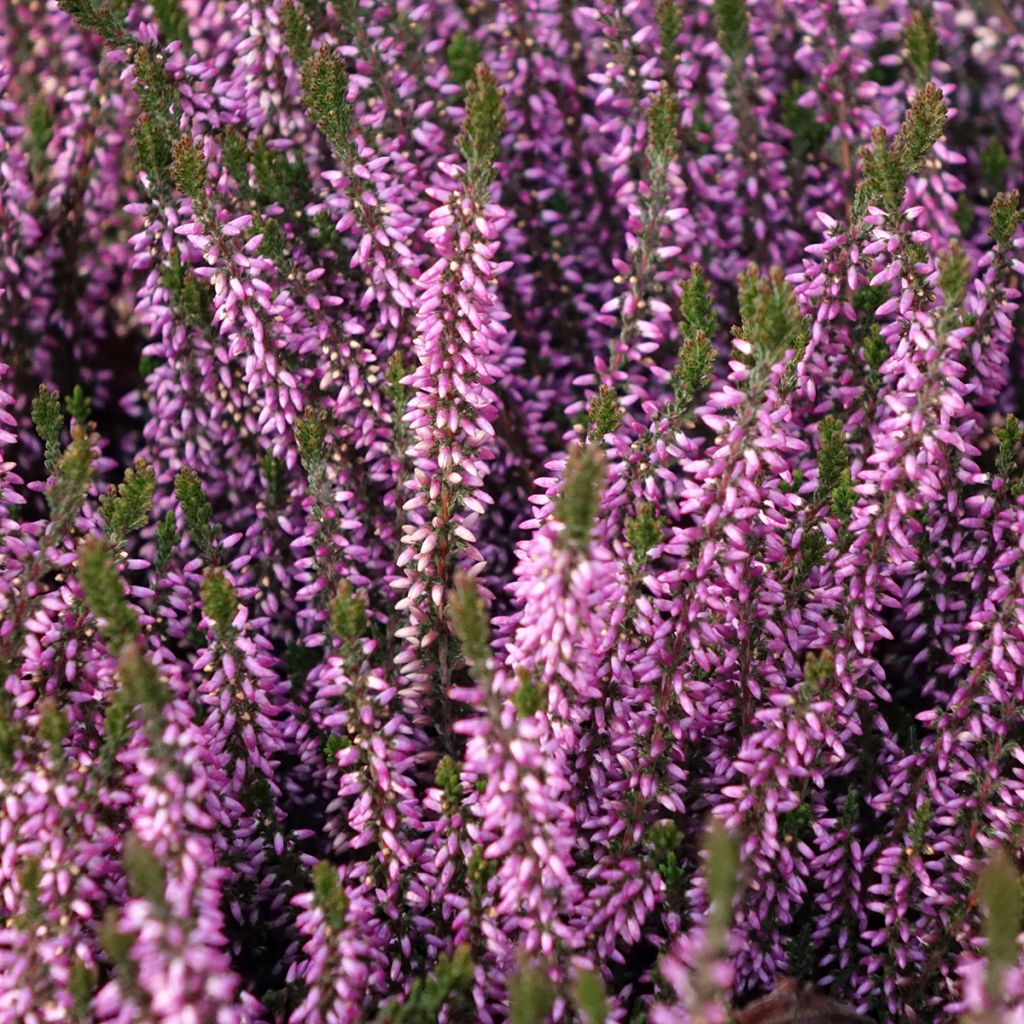 Calluna vulgaris Garden Girls Lilli - Heather