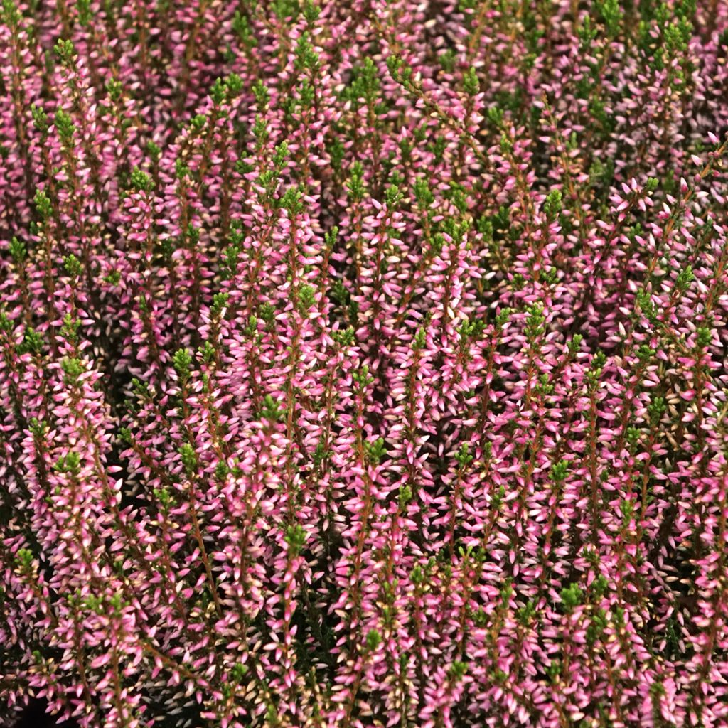 Calluna vulgaris Garden Girls Pink Angie - Heather