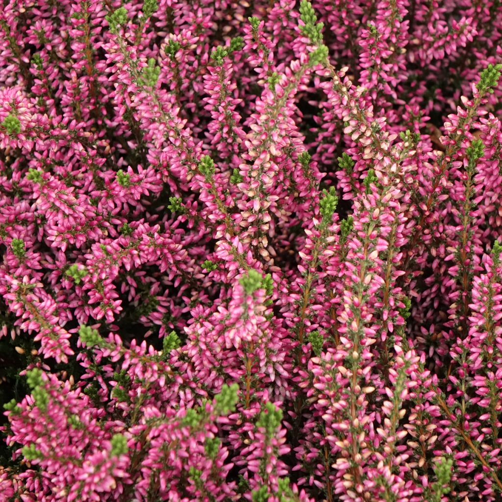 Calluna vulgaris Garden Girls Rosita - Heather