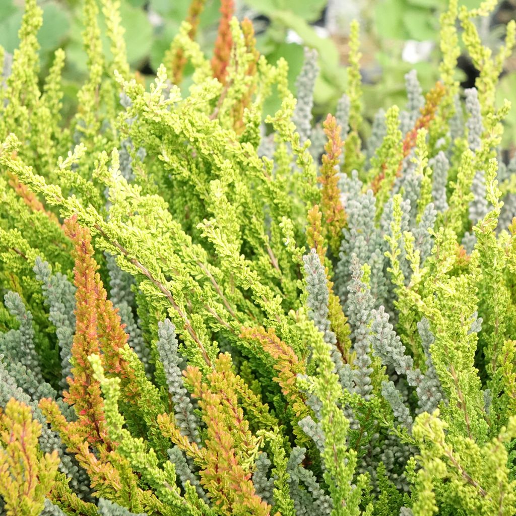 Calluna vulgaris Garden Girls Sunset Fire - Heather