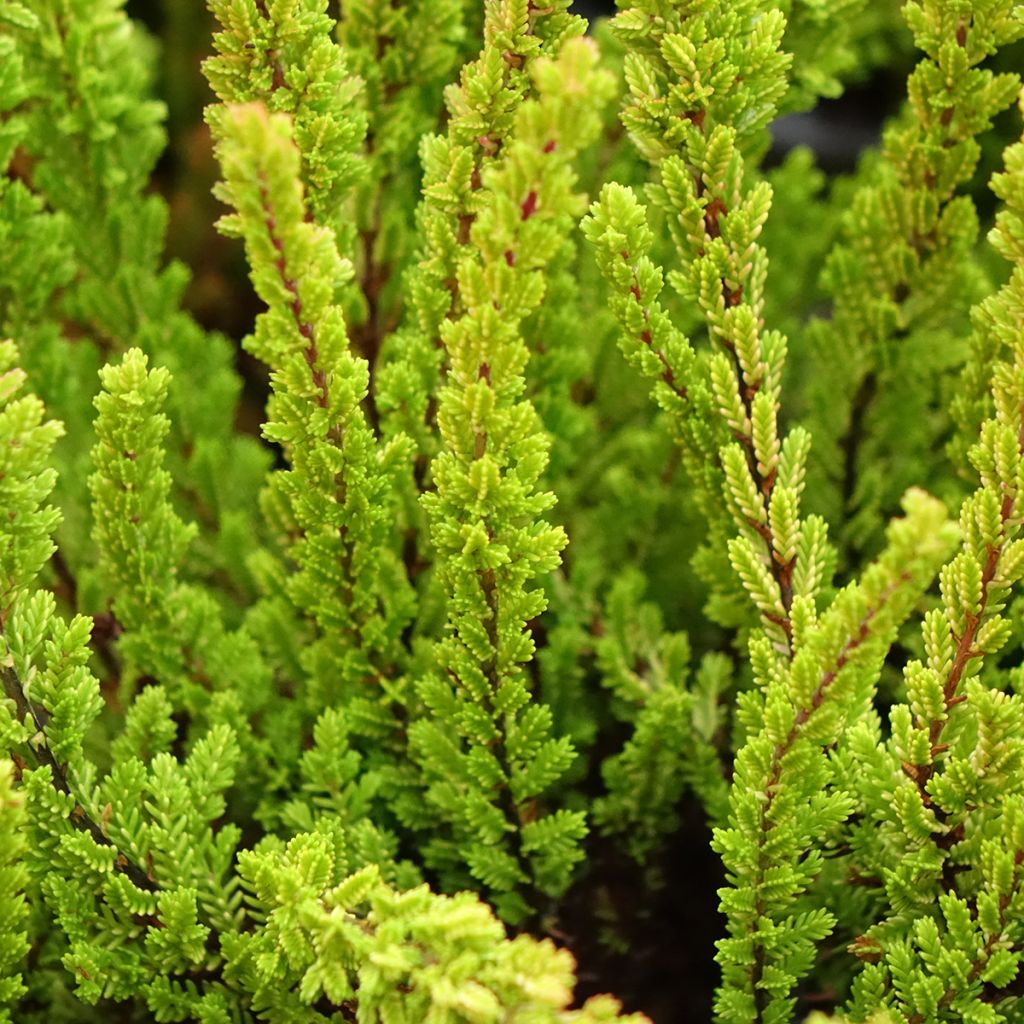 Calluna vulgaris Garden Girls Zoe - Heather