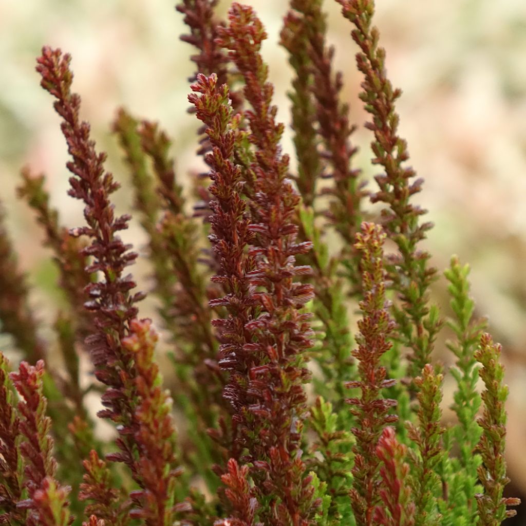Calluna vulgaris Garden Girls Zorina - Heather