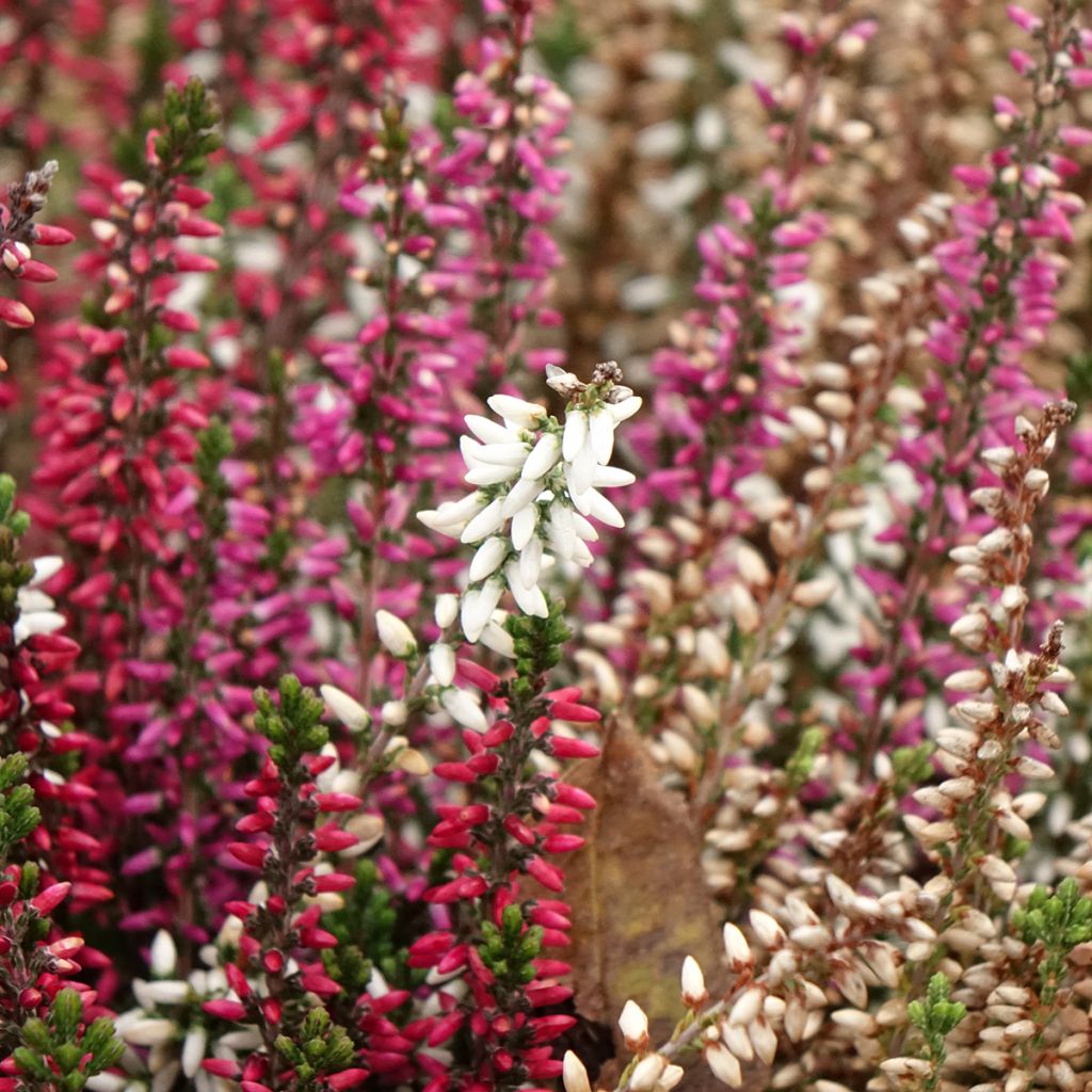 Calluna vulgaris Garden Girls Trio - Heather