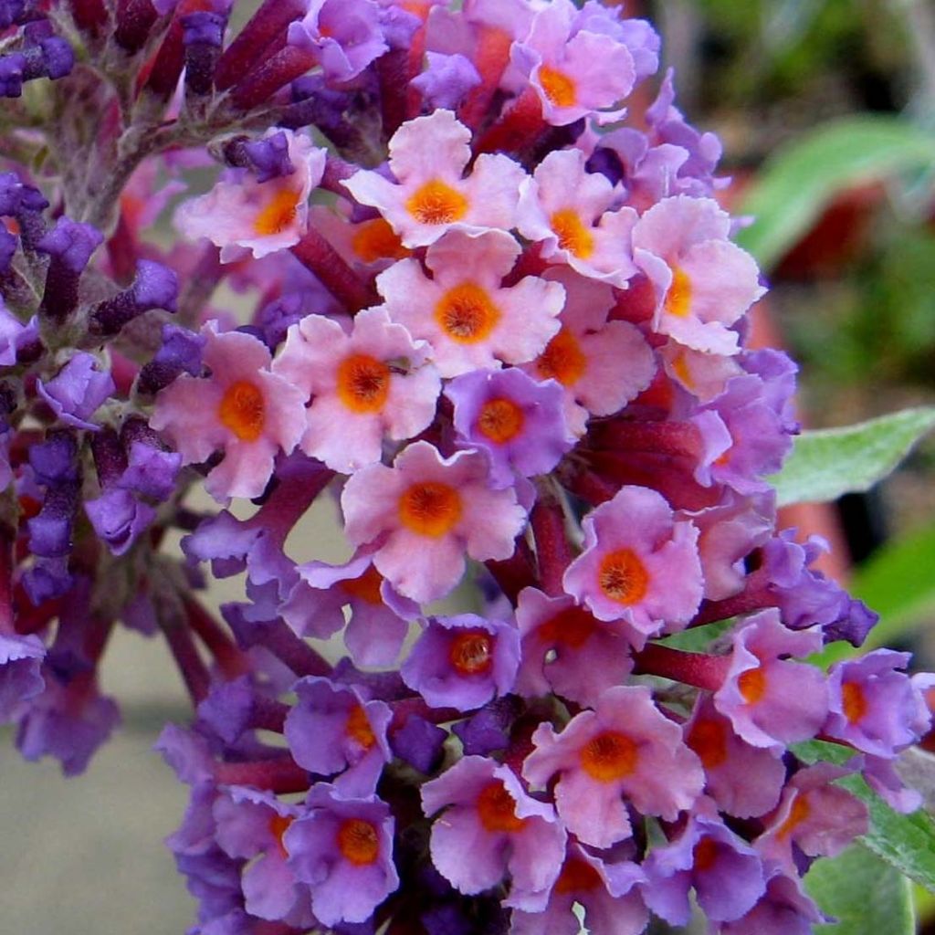 Buddleja Flower Power - Butterfly Bush