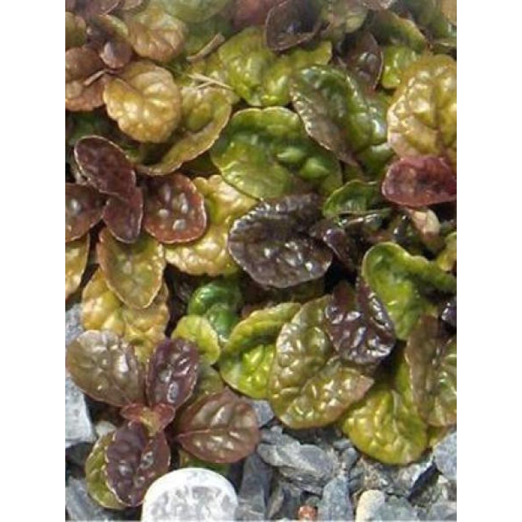 Ajuga pyramidalis Metallica Crispa - Pyramidal bugle