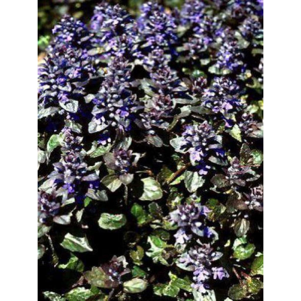 Ajuga pyramidalis Metallica Crispa - Pyramidal bugle