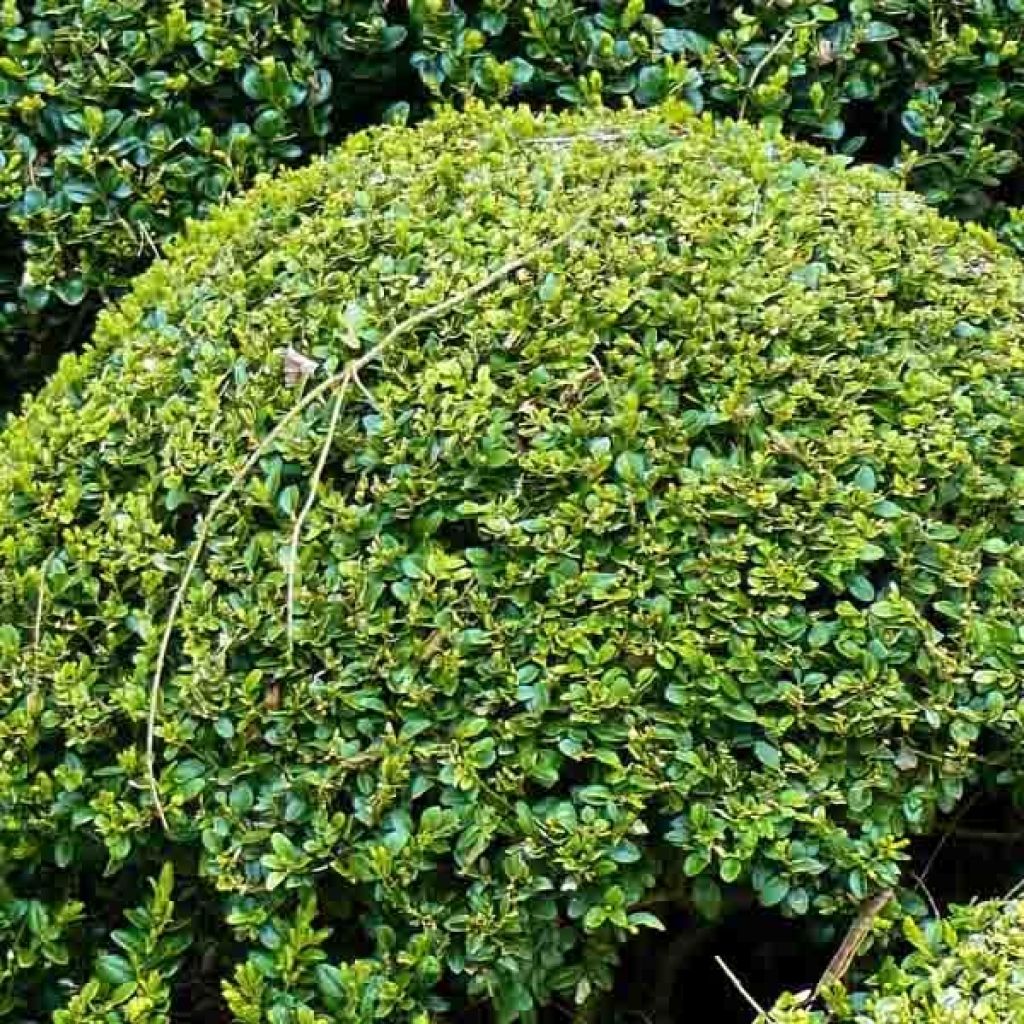 Buxus sempervirens - Boxwood