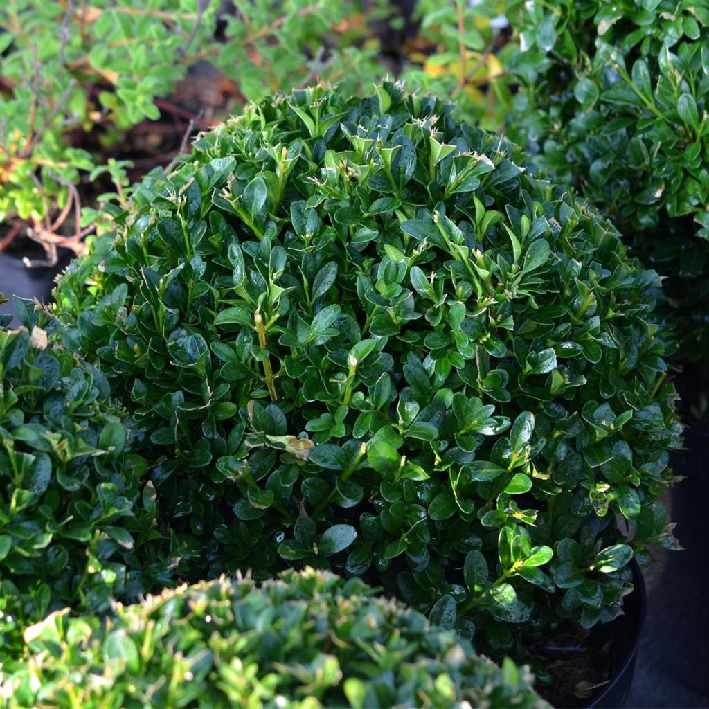 Buxus sempervirens - Boxwood