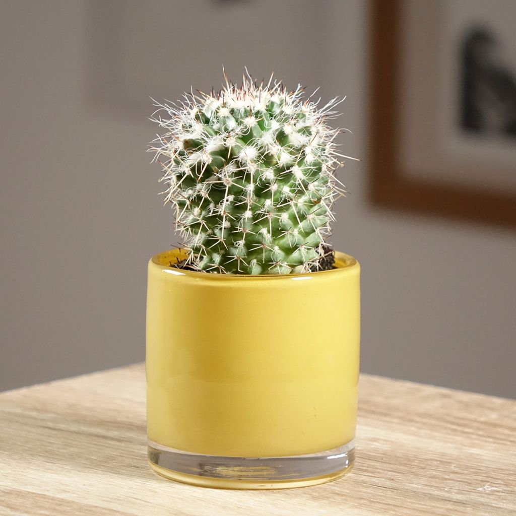 Mammillaria compressa - Mother of hundreds cactus