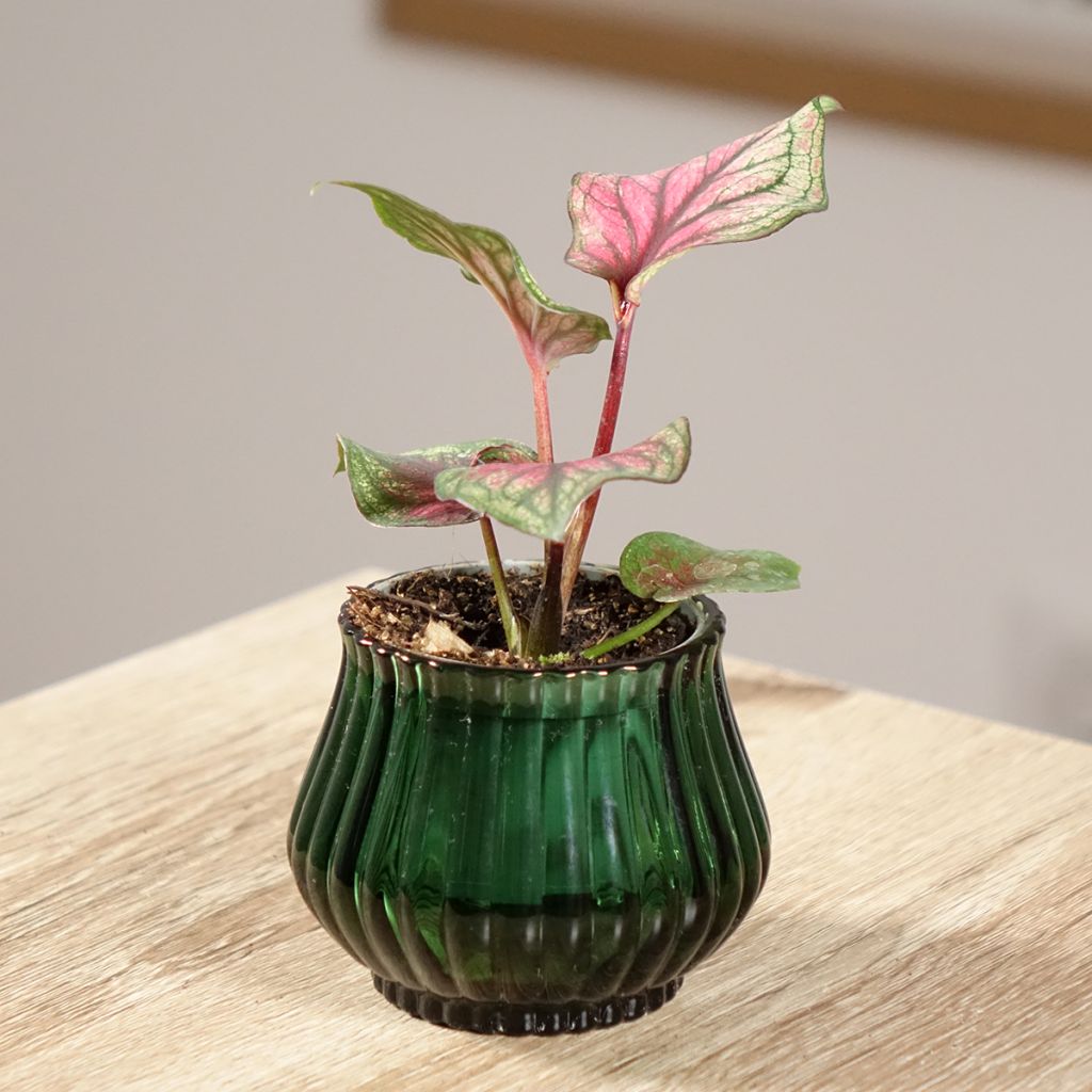 Caladium Lucia - Elephant ear