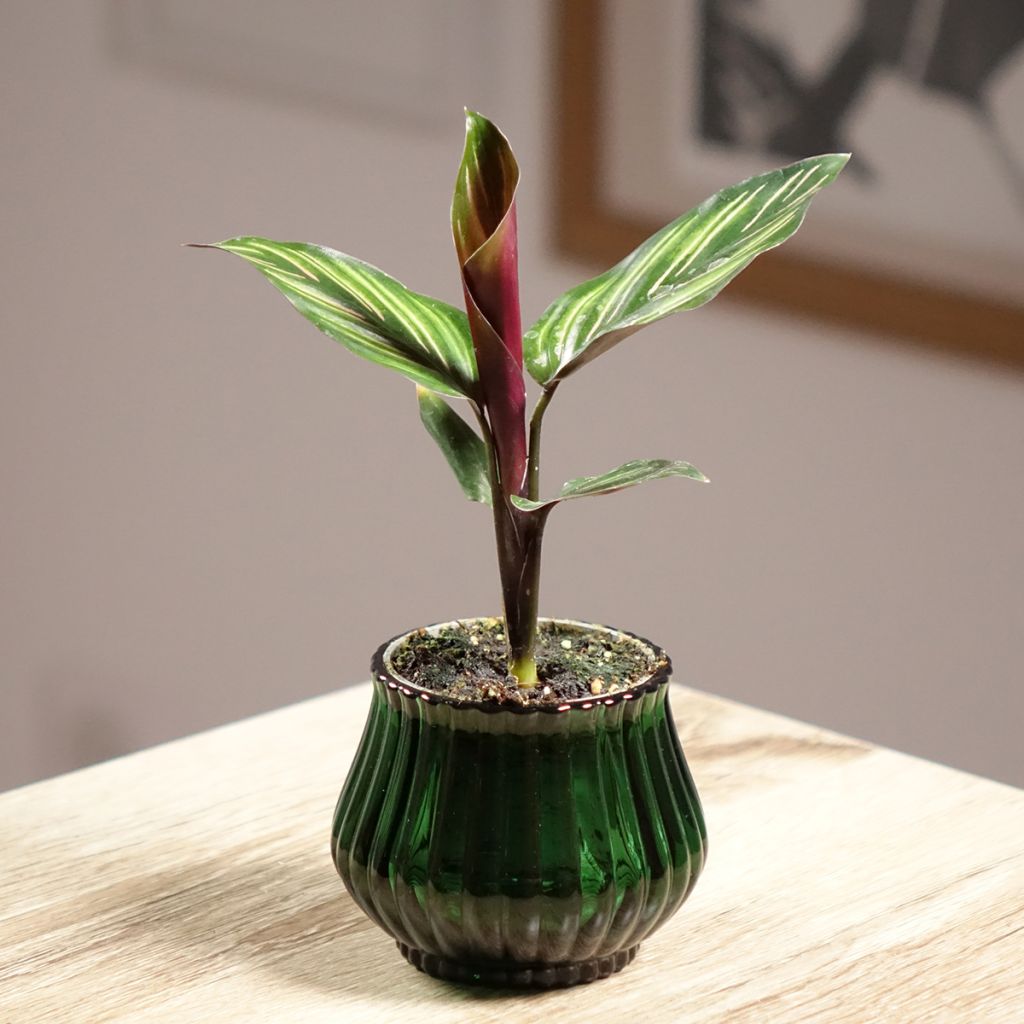 Calathea ornata 'Meili' - Plante paon, Calathéa