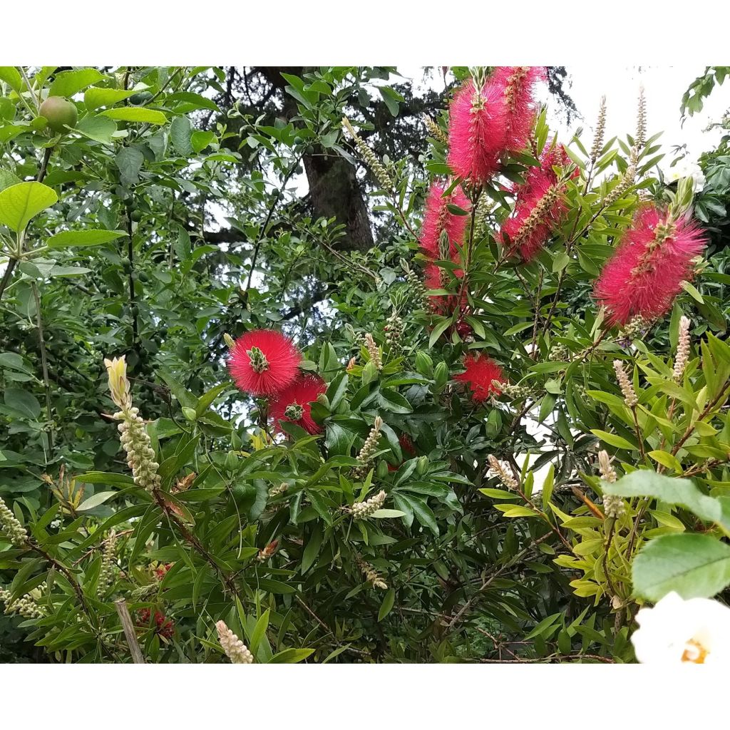 Callistemon citrinus Splendens - Bottlebrush