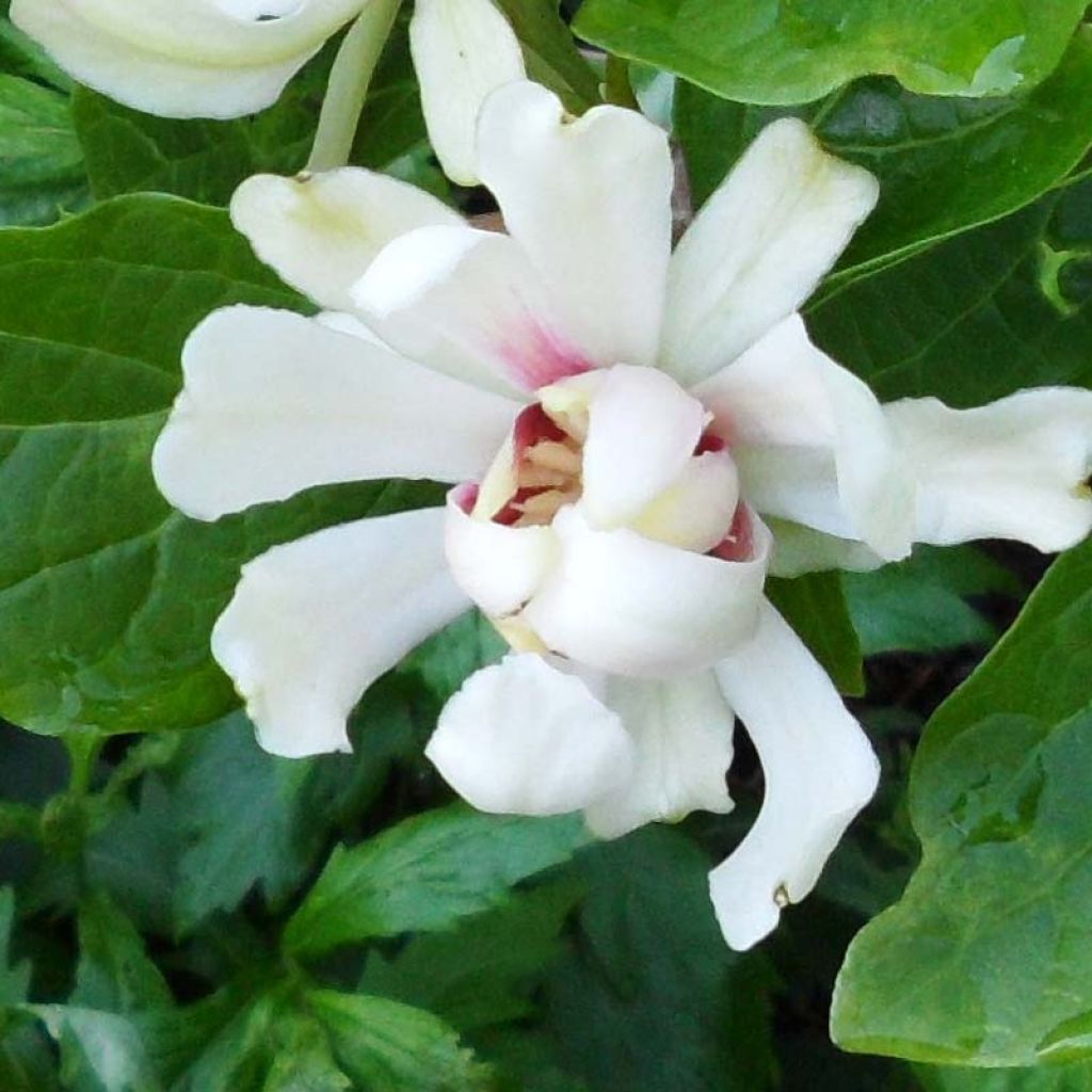 Calycanthus Venus- Sweetshrub