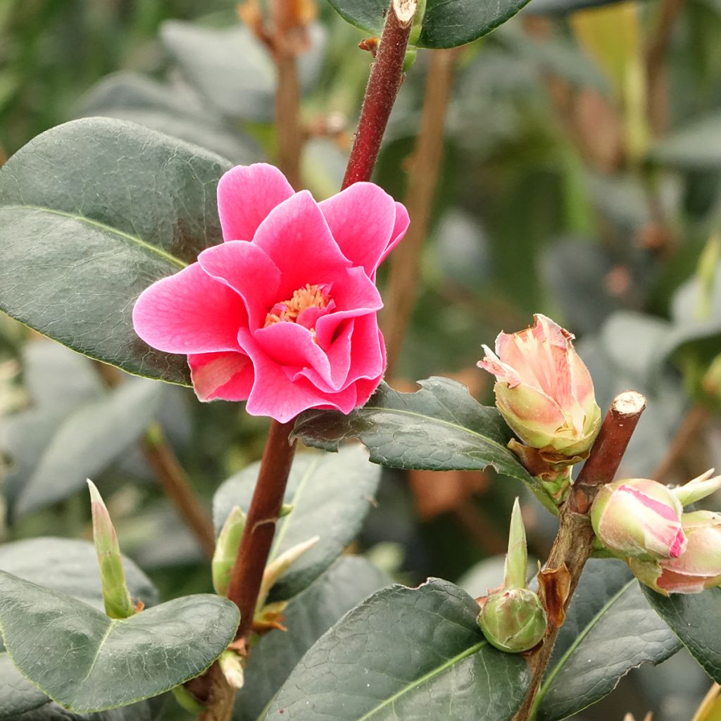 Camellia Paradise Illumination