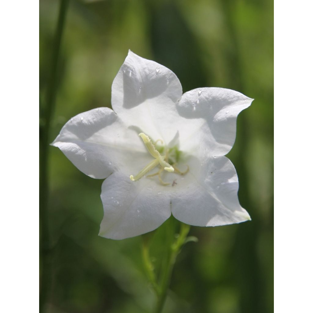 Campanula persicifolia Alba