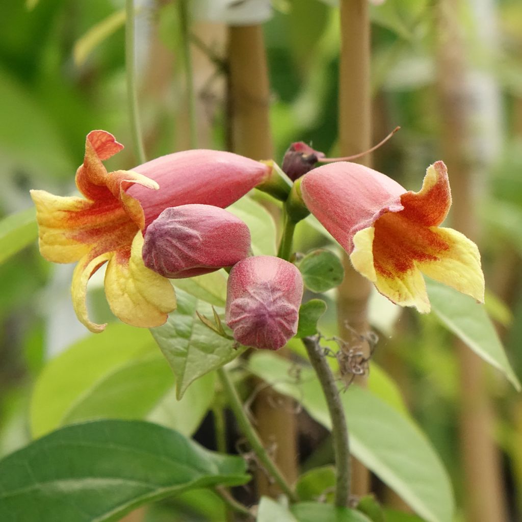Campsis capreolata 