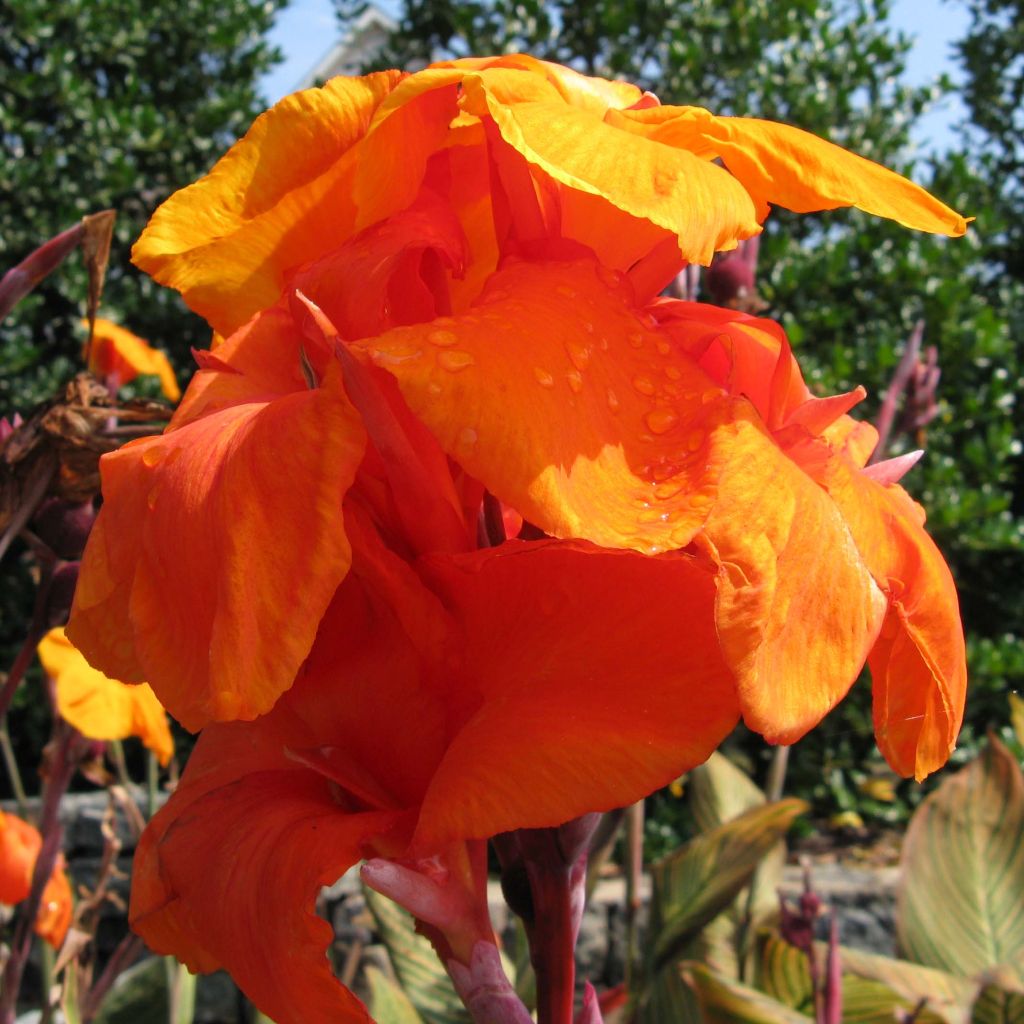 Canna Wyoming - Indian shot