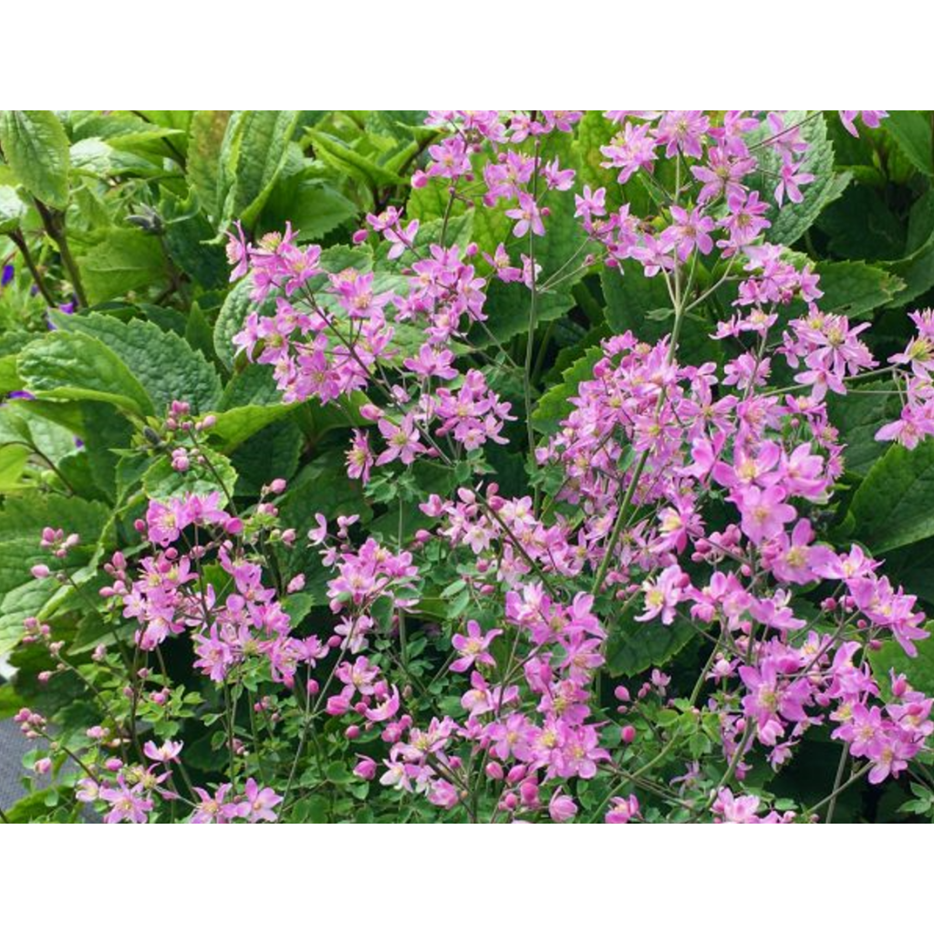Thalictrum aquilegifolium Fairy Wings - Meadow-rue