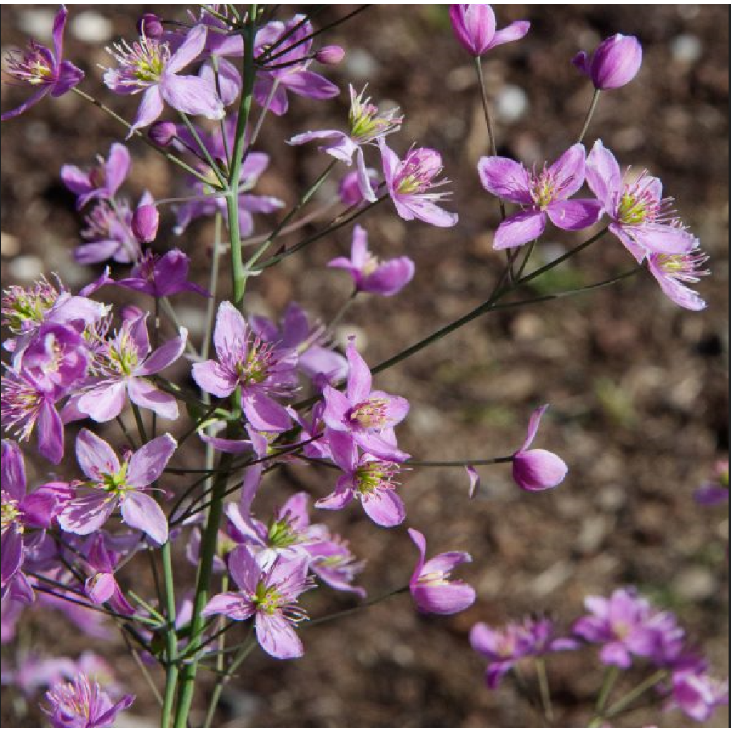 Thalictrum aquilegifolium Fairy Wings - Meadow-rue