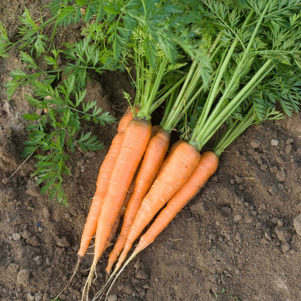 Carrot Rothild - Ferme de Sainte Marthe Seeds
