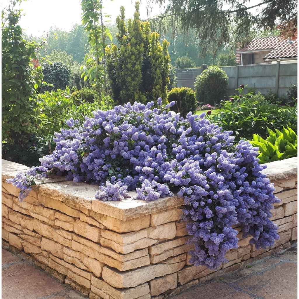 Ceanothus thyrsiflorus repens - Californian Lilac