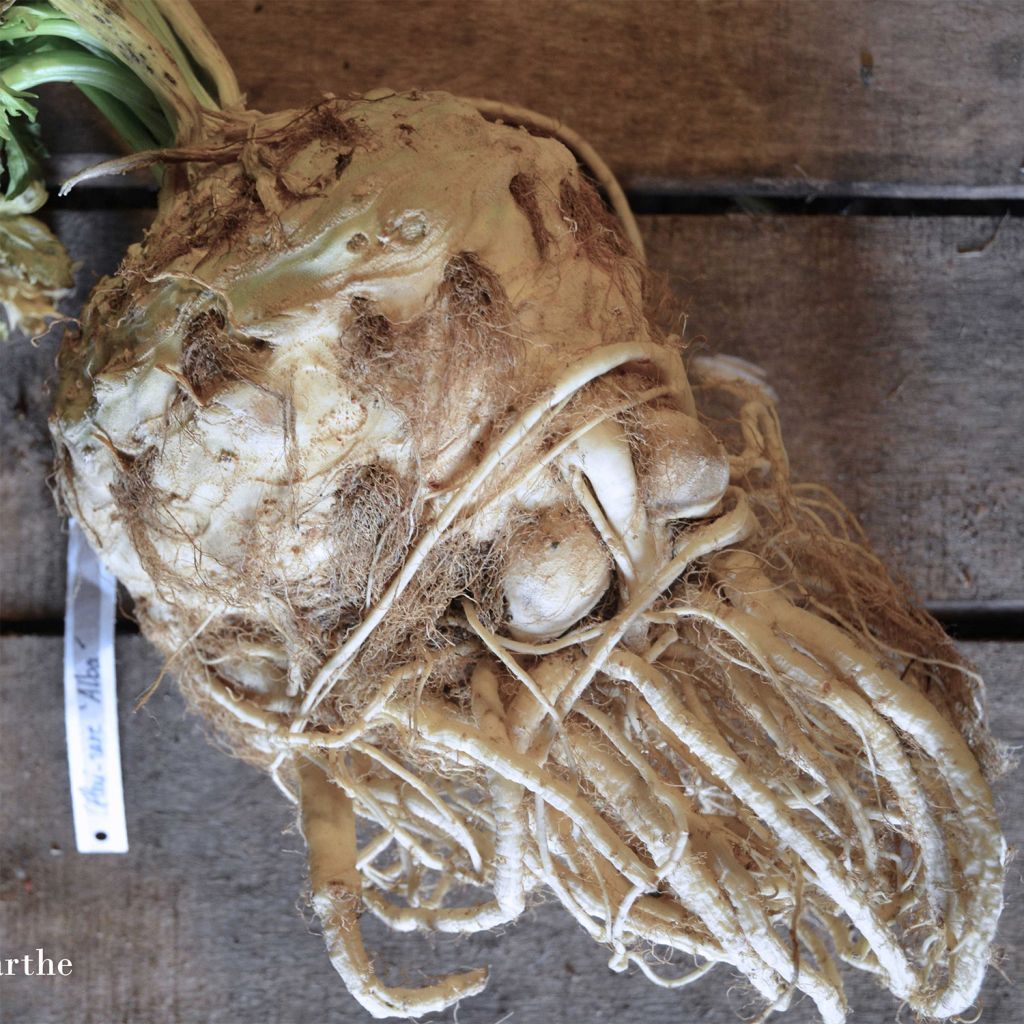 Celeriac Alba - Ferme de Sainte Marthe Seeds