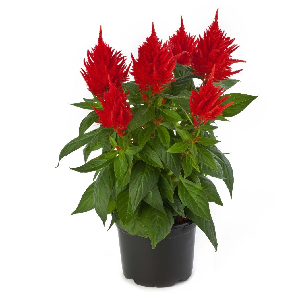 Celosia Kelos Fire Orange - Silver cock's comb