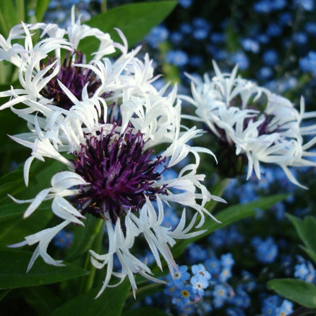 Centaurea montana Purple Heart