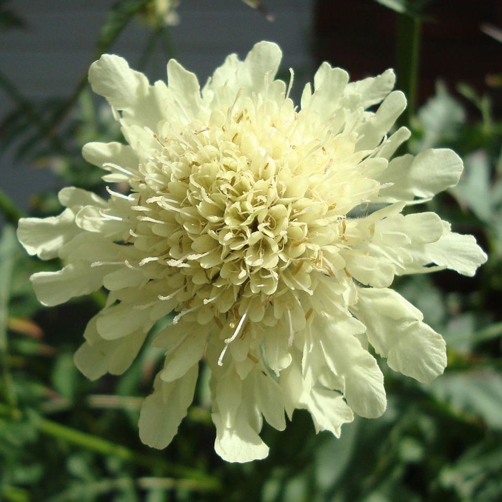 Cephalaria gigantea
