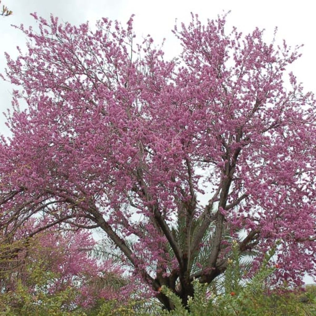 Cercis siliquastrum - Judas Tree