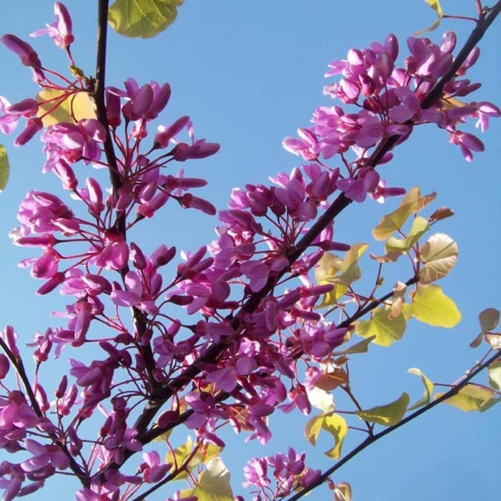 Cercis siliquastrum - Judas Tree