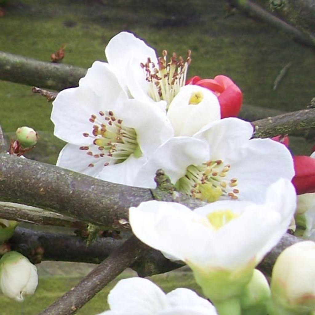 Chaenomeles speciosa Nivalis - Flowering Quince