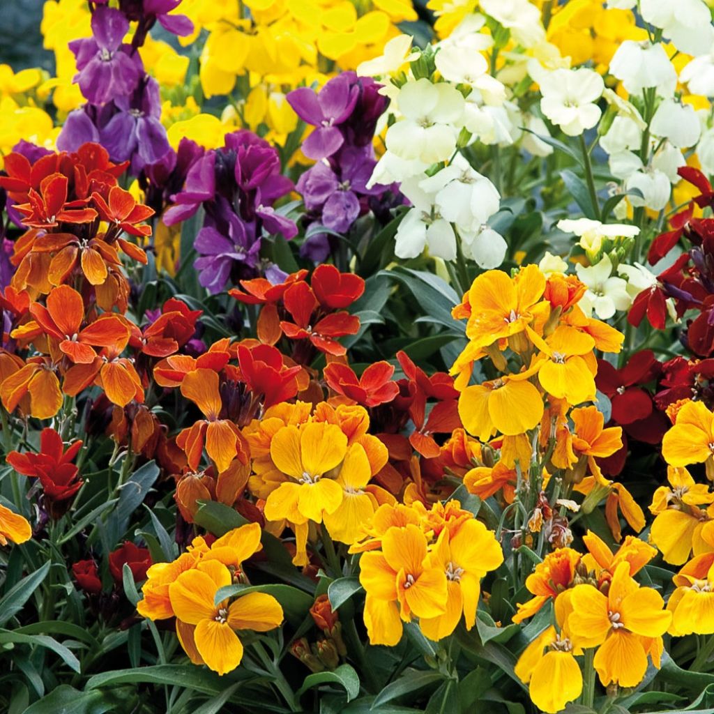 Wallflower - Erysimum cheiri Charity Mix