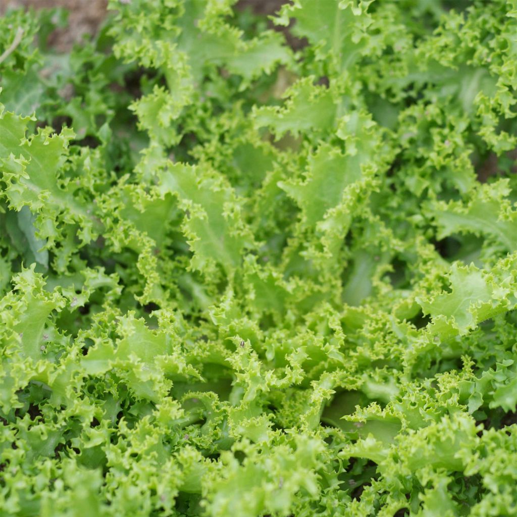 Frisée endive Wallone (Chicory) - Ferme de Sainte Marthe Seeds