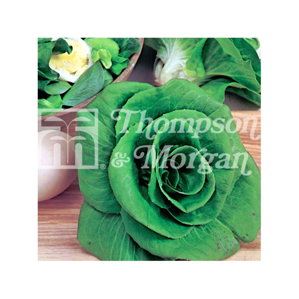Chicory Grumolo Verde