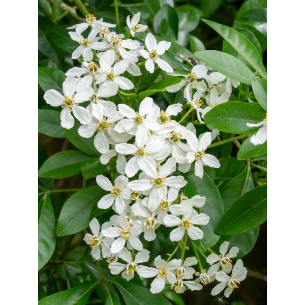 Choisya ternata - Mexican orange blossom