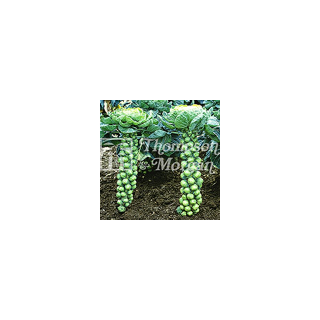Brussels Sprout Bosworth F1 - Brassica oleracea gemmifera