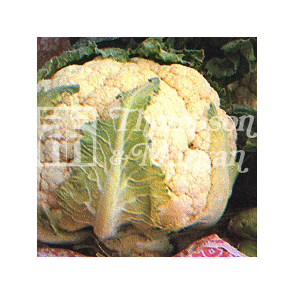 Cauliflower All The Year Round