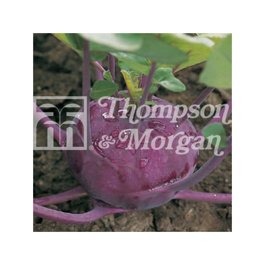 Kohlrabi Kolibri F1 - Brassica oleracea gongylodes