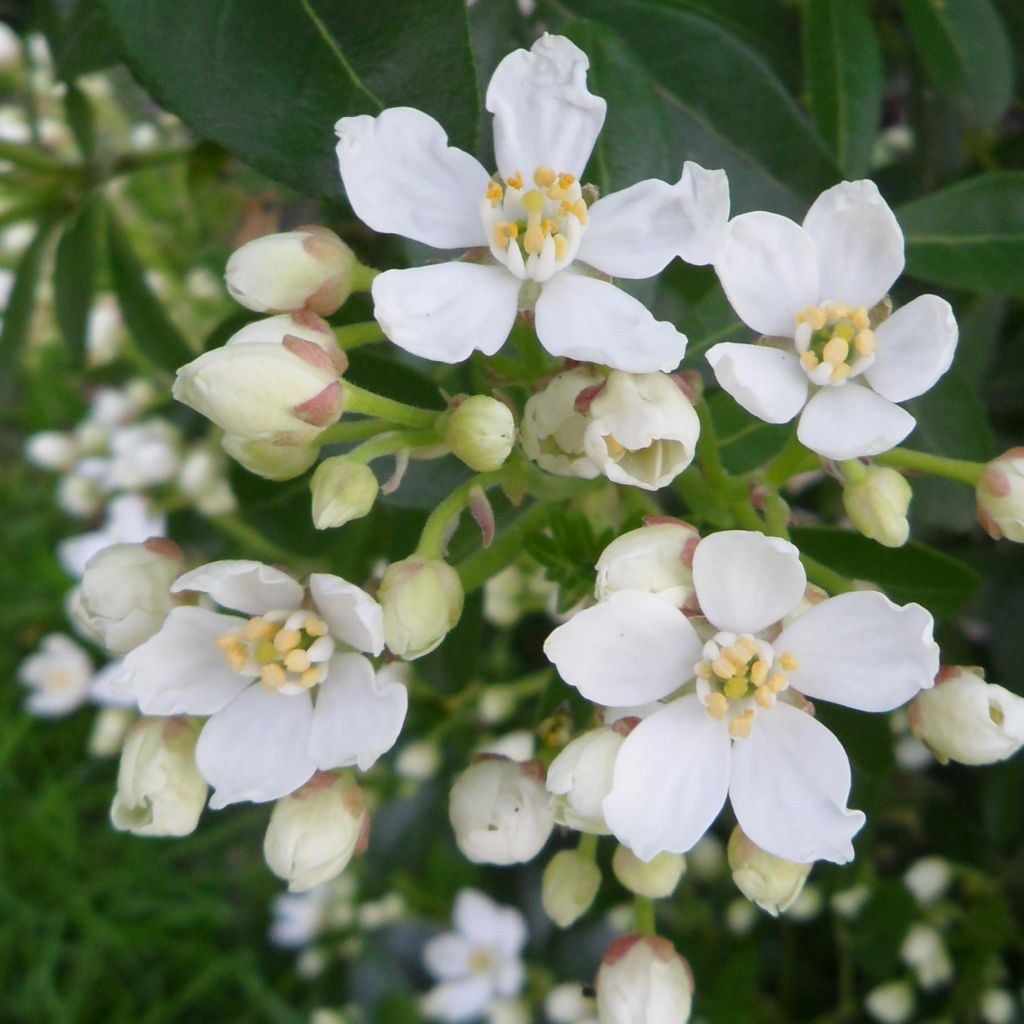 Choisya ternata - Mexican orange blossom