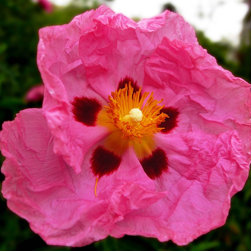 Cistus x purpureus - Rockrose