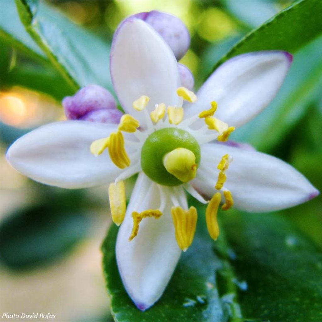 Citrus hystrix - Kaffir Lime