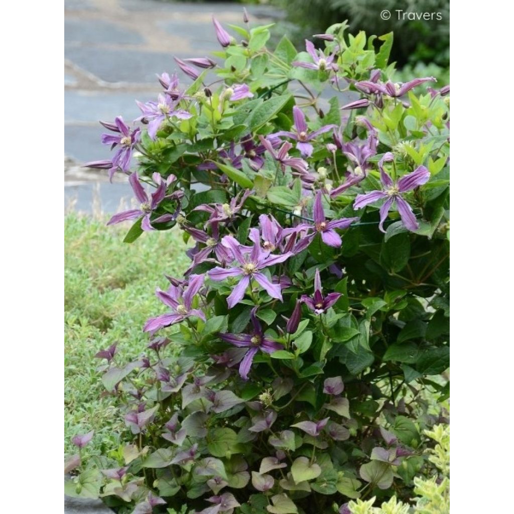 Clematis x integrifolia Saphyra Estrella