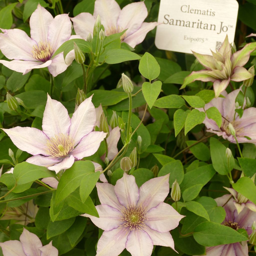 Clematis patens Samaritan Jo