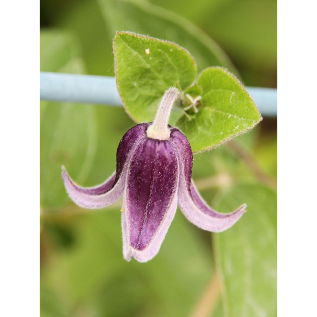 Clematis diversifolia Fascination