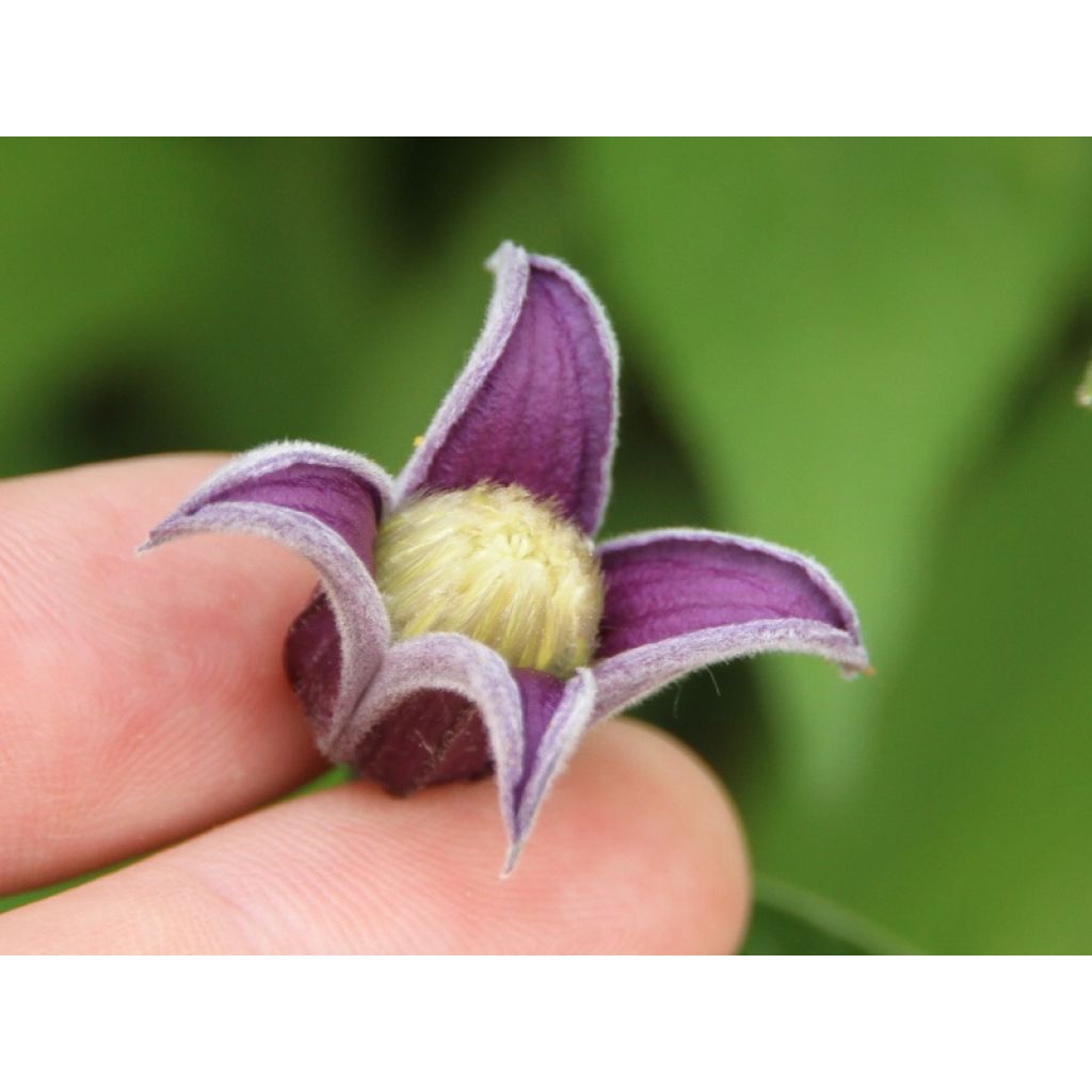 Clematis diversifolia Fascination
