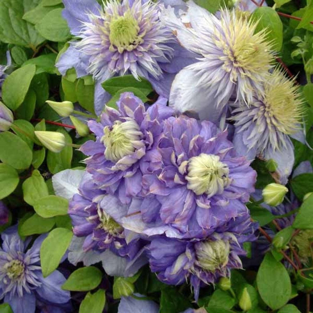Clematis patens Blue Light - Early Large-flowered Clematis