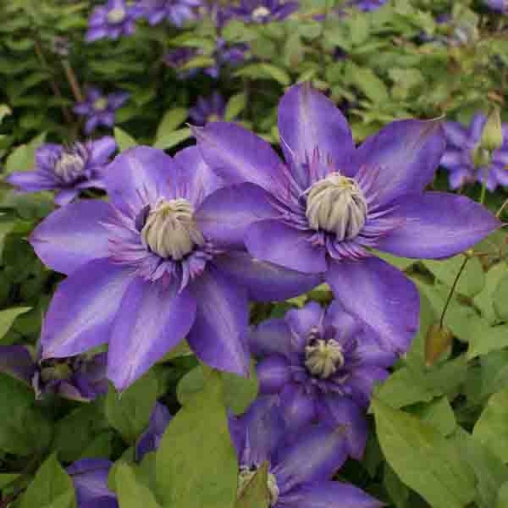Clematis patens Multi Blue