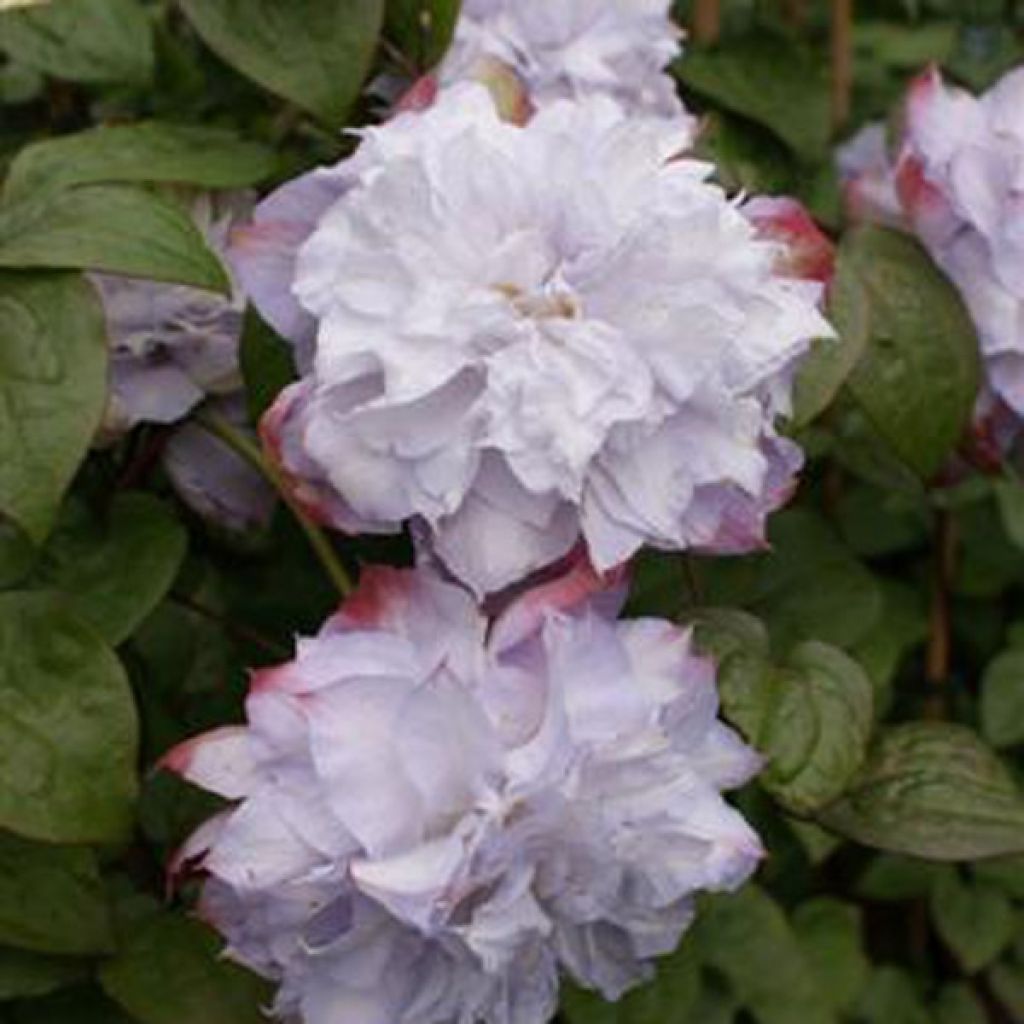 Clematis Veronica's Choice - Early Large-flowered Clematis