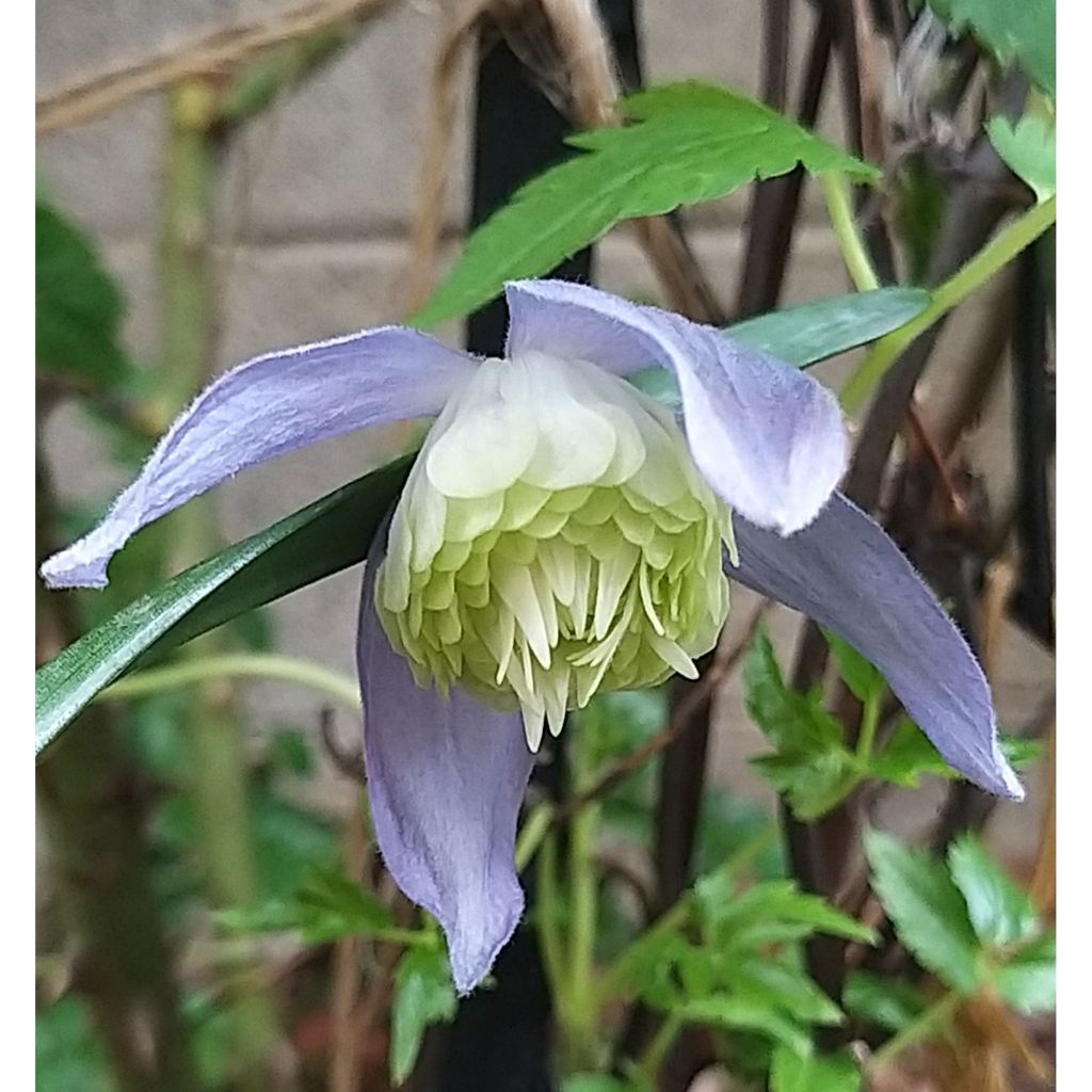 Clematis atragene alpina Ocean Pearl